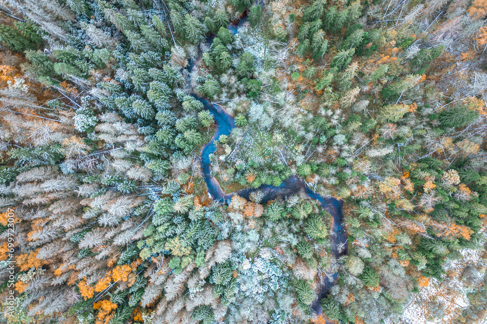 Top down drone shot of forest in autumn colors. River flowing through pine forest. Vibrant foliage. Earth texture.