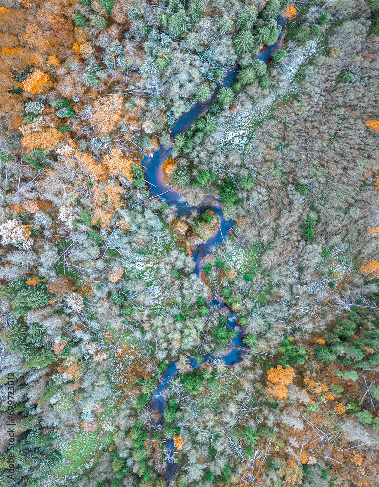 Top down drone shot of forest in autumn colors. River flowing through pine forest. Vibrant foliage. Earth texture.