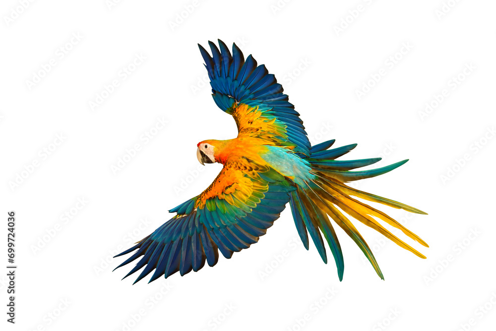 Fototapeta premium Colorful flying Camelot Macaw parrot isolated on transparent background png file
