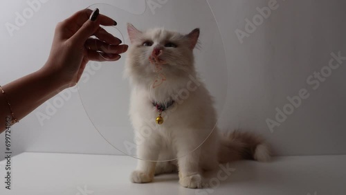 Close up white kitten eats cat snack for small kittens at home. Kitten licks its lips after eating. The food is wet for eating whiskas. photo