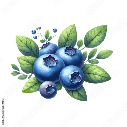 watercolor blueberry with leaves for food card decor on white background