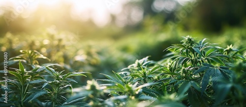 Organic female marijuana plants with CBD provide high-quality medicinal cannabis at a legal plantation for healthcare and medicine. photo