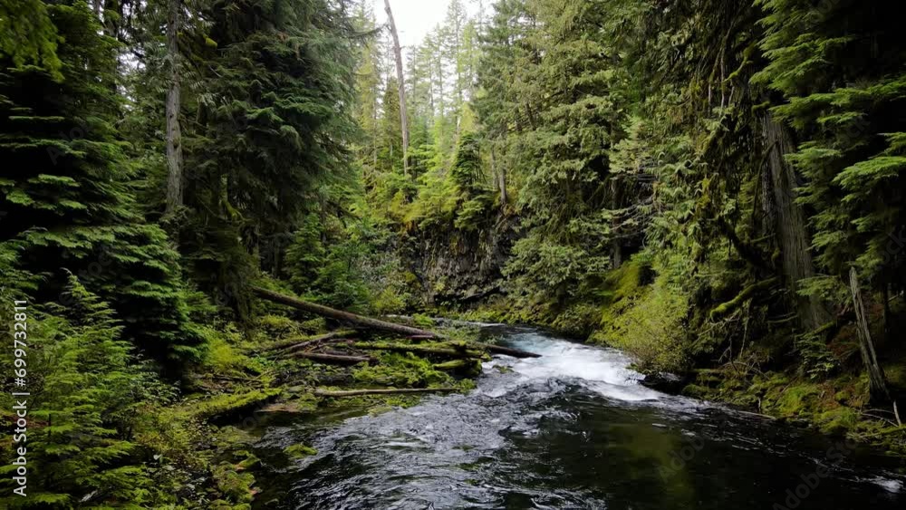 Aerial shot of the lush forest and moss covered rocks along the McKenzie River in Oregon. Aerial shot of the lush forest and moss covered rocks along the McKenzie River in Oregon.