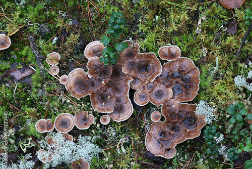 Woolly Tooth, Phellodon tomentosus, also called Hydnum tomentosum, wild fungus from Finland photo