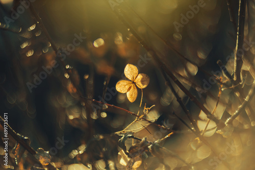 Fototapeta Naklejka Na Ścianę i Meble -  Jesienny ogród, suche kwiaty