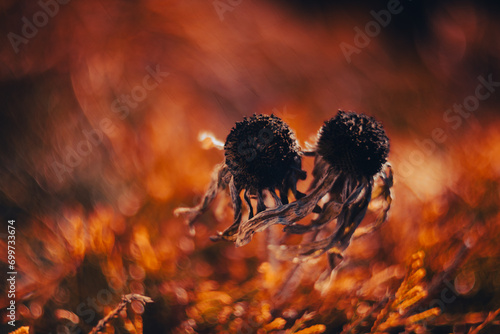 Fototapeta Naklejka Na Ścianę i Meble -  Pomarańczowy jesienny ogród, suche kwiaty