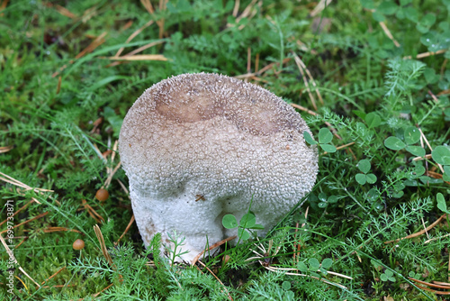 Mosaic puffball, Lycoperdon utriforme, also called  Handkea utriformis, wild fungus from Finland photo