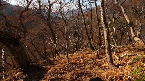 Time lapse shot in autumn forest, crooked trunks of trees, quickly moving shadows. Deciduous grove at hill slope near with Kegon falls and Lake Chuzenji. Nikko National Park nature in fall season photo
