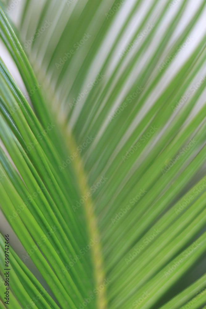 Green tropical palm trees with lush foliage. Abstract background. Lines and textures of green Palm leaves. Fresh Palm leaf for background. Jungle foliage. Nature tropical background. Ornamental plant Green tropical palm trees with lush foliage. Abstract background. Lines and textures of green Palm leaves. Fresh Palm leaf for background. Jungle foliage. Nature tropical background. Ornamental plant