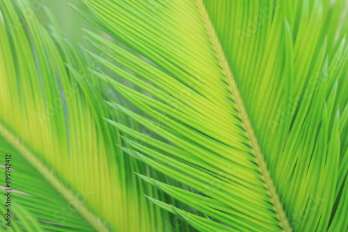 Green tropical palm trees with lush foliage. Abstract  background. Lines and textures of green Palm leaves. Fresh Palm leaf for background. Jungle foliage. Nature tropical background. Ornamental plant