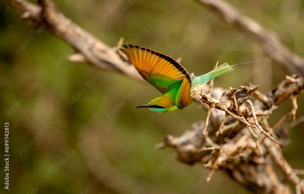 Fototapeta premium The blue-tailed bee-eater (Merops philippinus) is a near passerine bird in the bee-eater family Meropidae. It is widely distributed across South and Southeast Asia,Bird in Thailand.