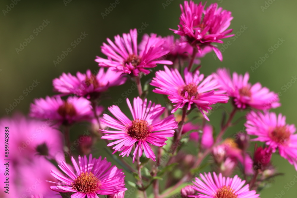 pink flowers of the aster close up. Aster Dumosus pink flowers of the aster close up. Aster Dumosus