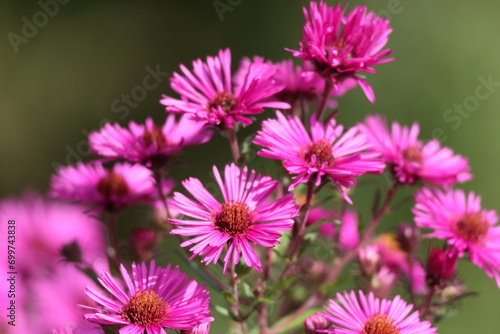 pink flowers of the aster close up. Aster Dumosus