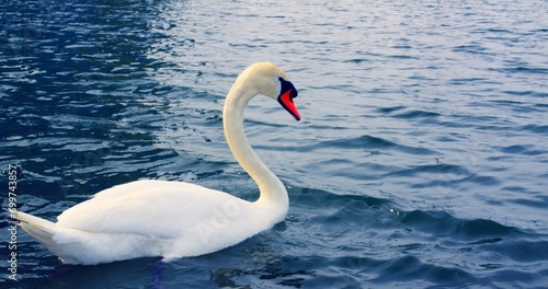 Luxurious swan glides on a beautiful lake close-up cinematic Swan symbolizes nature's beauty peaceful moments. Swan in the serene beautiful lake scene reflecting epic beauty and tranquility.
