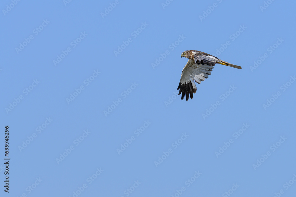 Obraz premium Western marsh harrier or Circus aeruginosus, of the Accipitridae family.