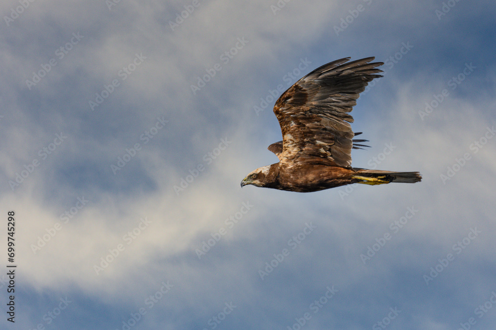 Fototapeta premium Western marsh harrier or Circus aeruginosus, in flight.