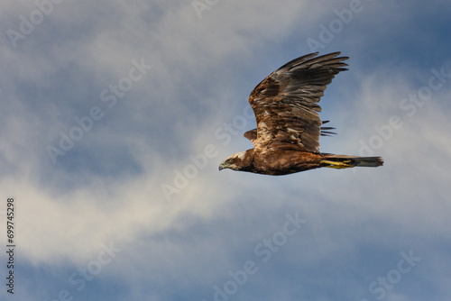 Western marsh harrier or Circus aeruginosus, in flight.