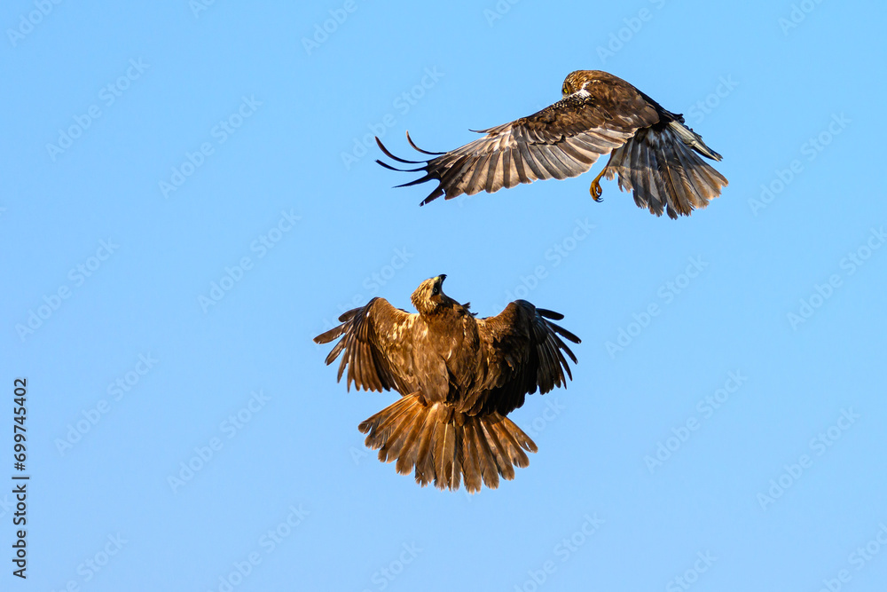 Obraz premium Fight between two marsh harriers.