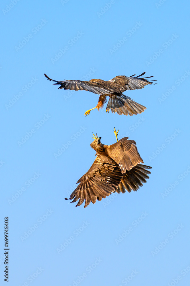 Fototapeta premium Fight between two marsh harriers.