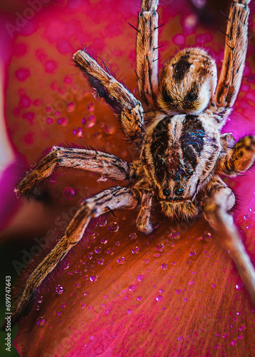 Wolf Spider closeup macro