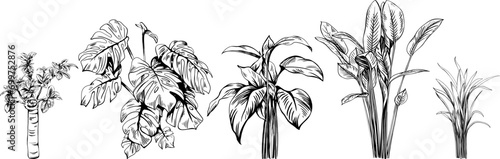 Exotic tropical plants. Black and white engraved ink art. Isolated leaves illustration element on white background.