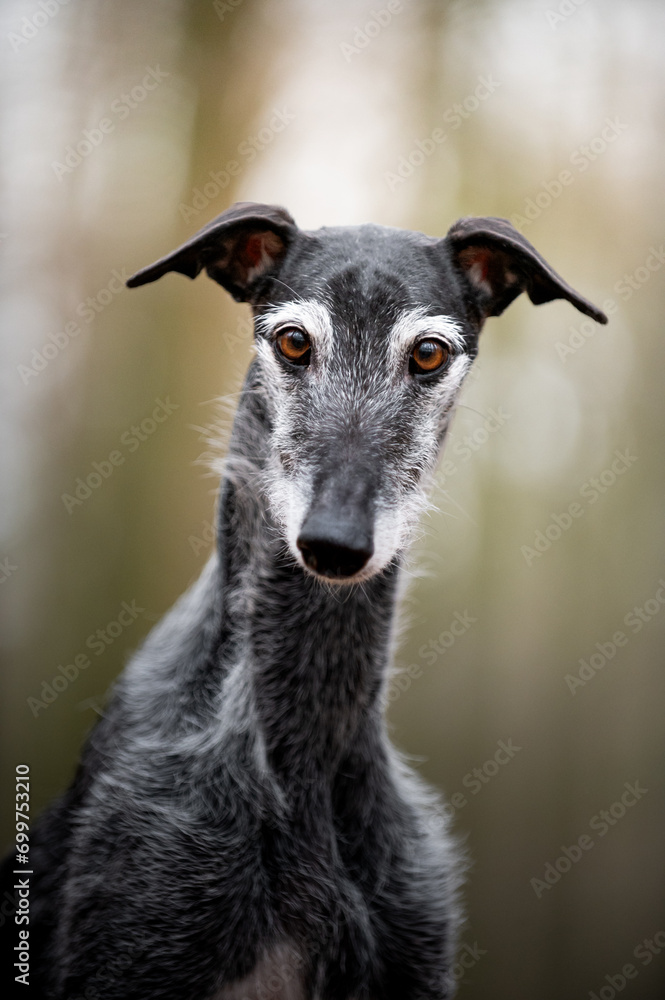Portrait von einem älteren schwarzen Windhund Portrait von einem älteren schwarzen Windhund