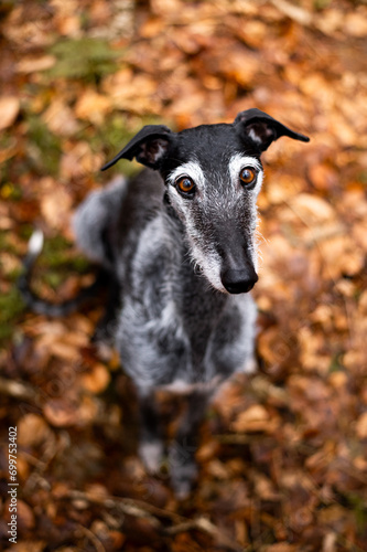älterer Windhund sitz auf Herbstlaub und schaut niedlich nach oben