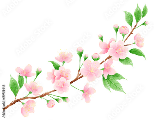 Watercolor hand drawn illustration of Cherry Blossom sakura frames wreaths border spring time pink blooming flowers