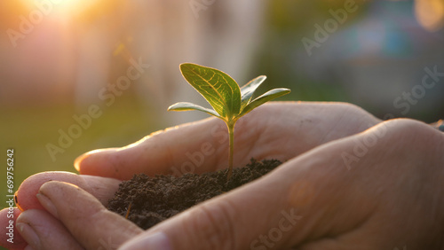 Closeup arms palms of farmer gardener together hold fertile mud soil with young green tree sapling. Growth sprout and agriculture. Warm rays sunset on spring evening. Environmental protection and care