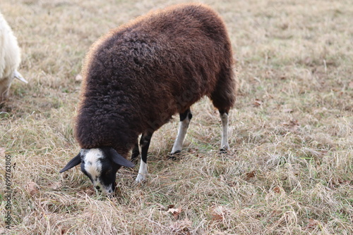 Sheep grazing on a pasture in winter photo