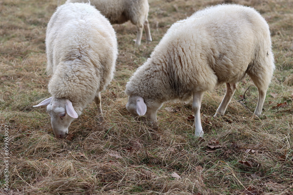 Sheep grazing on a pasture in winter Sheep grazing on a pasture in winter