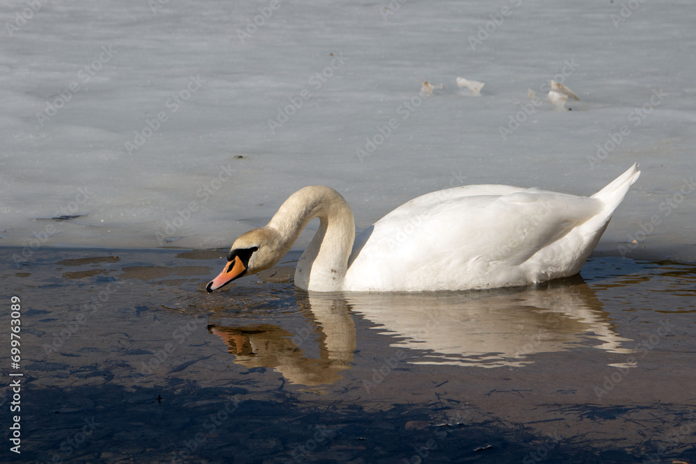 Fototapeta premium wildlife photo captures the serene beauty of a swan gracefully swimming on a tranquil lake. The bird's reflection adds to the picturesque landscape, showcasing the timeless allure of nature's beauty.