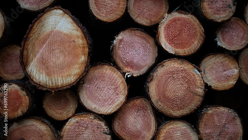 Baumstamm frisches holz sägen roden abholzen baum fällt nadeln winter deko hintergrund natur baum  photo