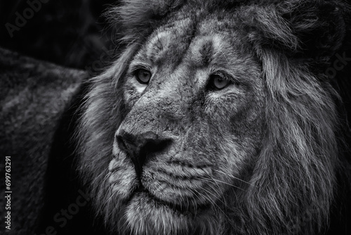 Portrait of a Lion photo
