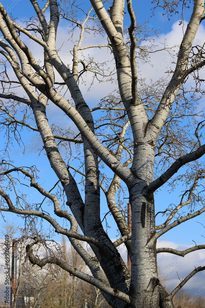 Bare tree in winter on a sunny day Bare tree in winter on a sunny day