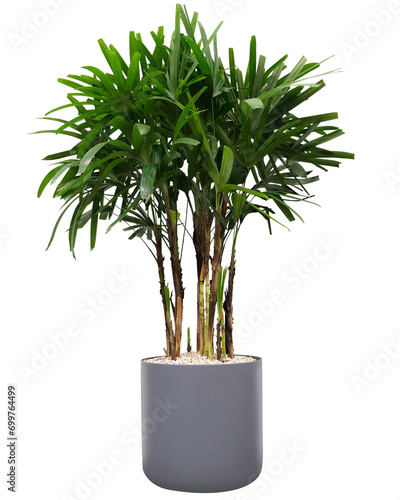 Ficus Alii, potted plant with long, narrow leaves, is related to the Ficus Benjamina. Isolated on a white background.