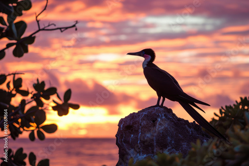 The Christmas Island Frigatebird against the backdrop of a vibrant tropical sunset