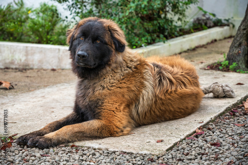 Majestic Serra da Estrela dog, a large Portuguese mountain breed, calmly lying down outdoors in a natural setting. Portrait of a loyal and gentle giant