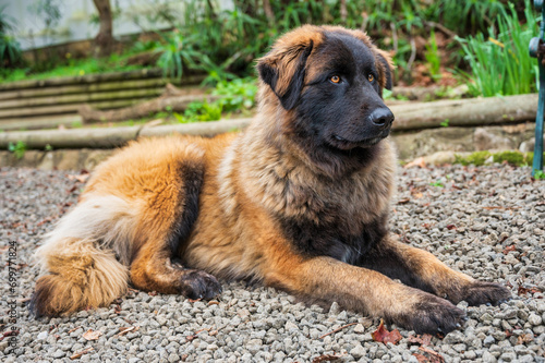 Majestic Serra da Estrela dog, a large Portuguese mountain breed, calmly lying down outdoors in a natural setting. Portrait of a loyal and gentle giant