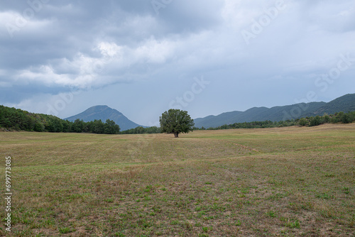 Solitary thousand-year-old Cork Oak tree (Quercus suber) in a field in Rapun Aragon Spain under a cloudy sky photo