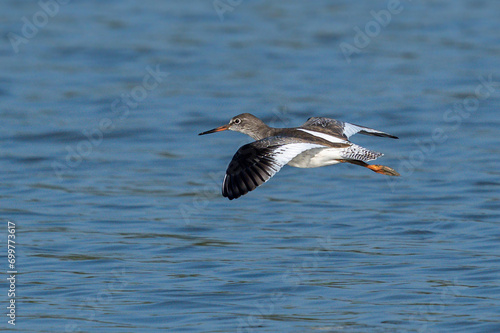 The common redshank or simply redshank (Tringa totanus)