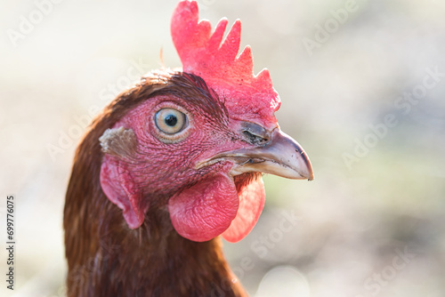 Adult hen of Lohmann brown variety, bird head and face with beak, red comb, wattles, ear lobe and eye visible, side view, backyard chickens concept