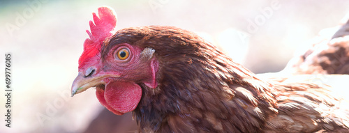 Adult hen of Lohmann brown variety, bird head and face with beak, red comb, wattles, ear lobe and eye visible, side view web banner, backyard chickens concept