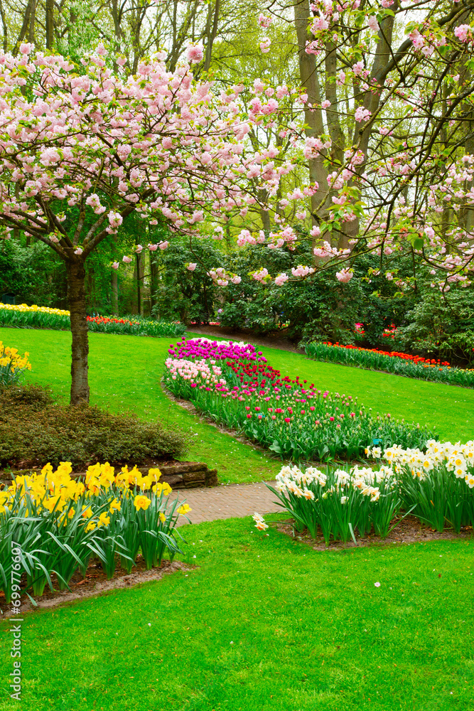 Colourful Blooming cherry tree and flowerbed in an Spring Formal Garden Colourful Blooming cherry tree and flowerbed in an Spring Formal Garden