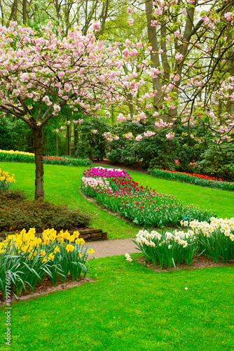 Colourful Blooming cherry tree and flowerbed in an Spring Formal Garden