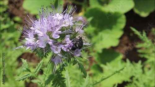 Oxythyrea funesta beetles mate on phacelia flowers on a sunny summer day in the garden. Close-up video photo