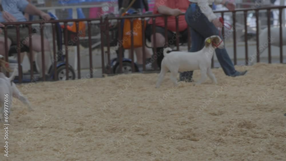 This video shows a rear view of a group of goats being paraded to be judged. This video shows a rear view of a group of goats being paraded to be judged.