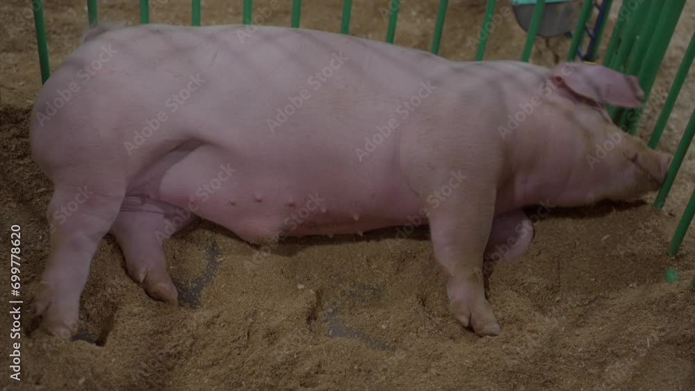 This video shows a large female hog rolling in dirt. This video shows a large female hog rolling in dirt.