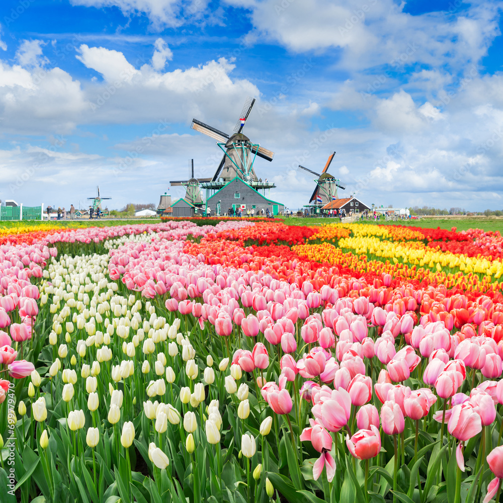 traditional Dutch rural spring scene with canal and windmills of Zaanse Schans, Netherlands