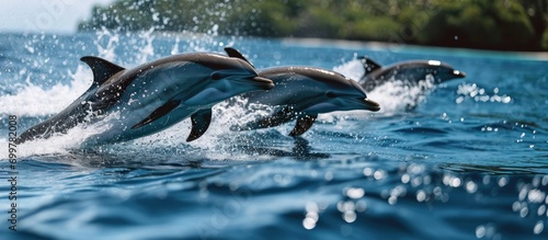 Dolphins leaping and diving in Raja Ampat's blue ocean. © AkuAku